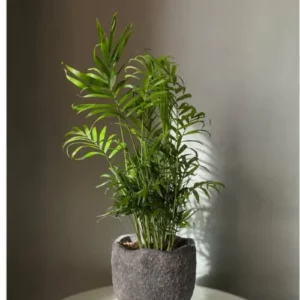 This is an image of Chamaedorea Elegans Palm Plant planted in a grey color pot placed against off white color background.