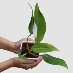 This is an image of a hand holding a Philodendron White Princess Plant Sapling planted in a pot