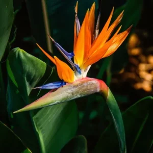 This is an image of Bird of Paradise Plant Sapling