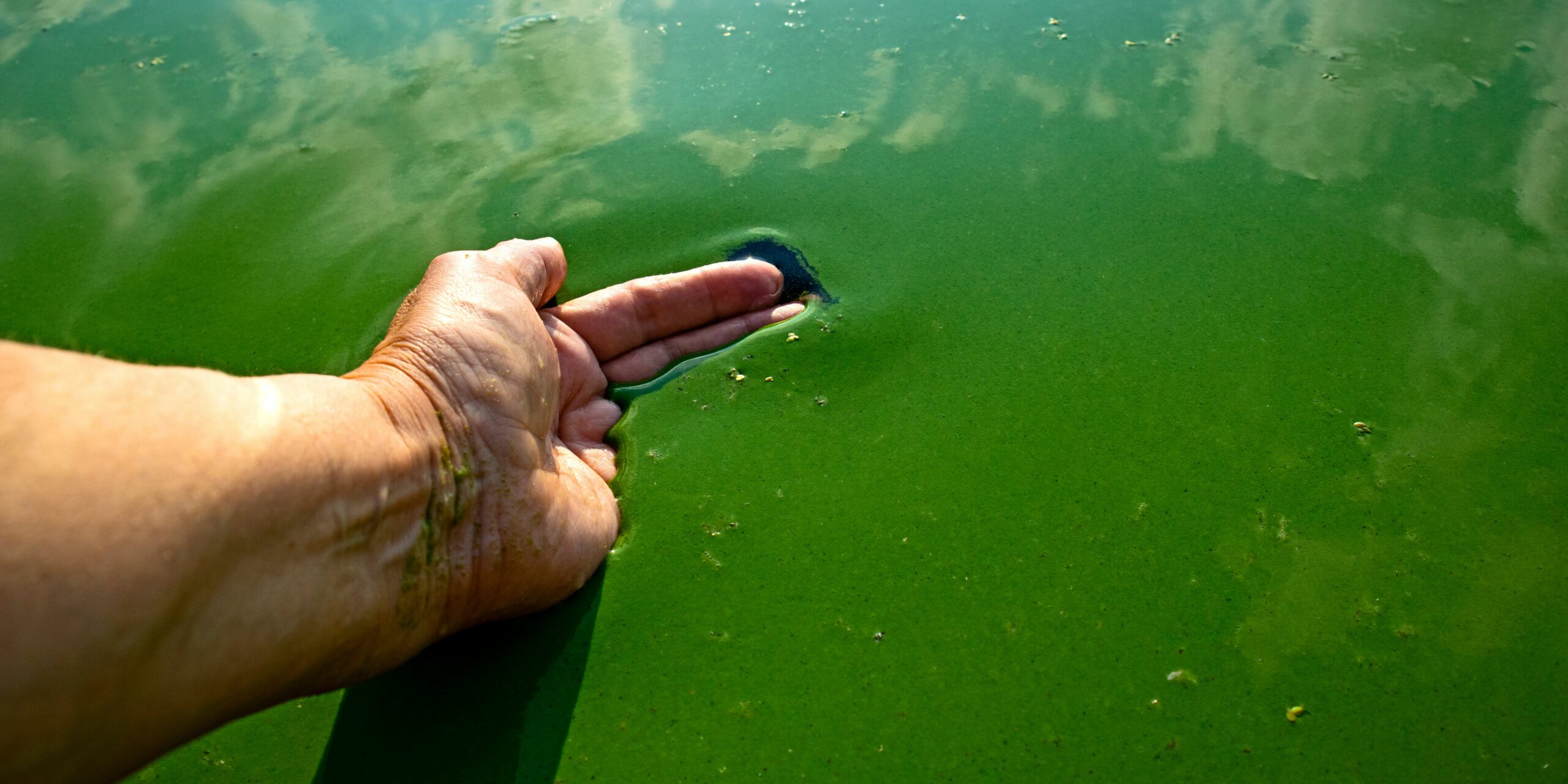 Algae as an indicator of air pollution