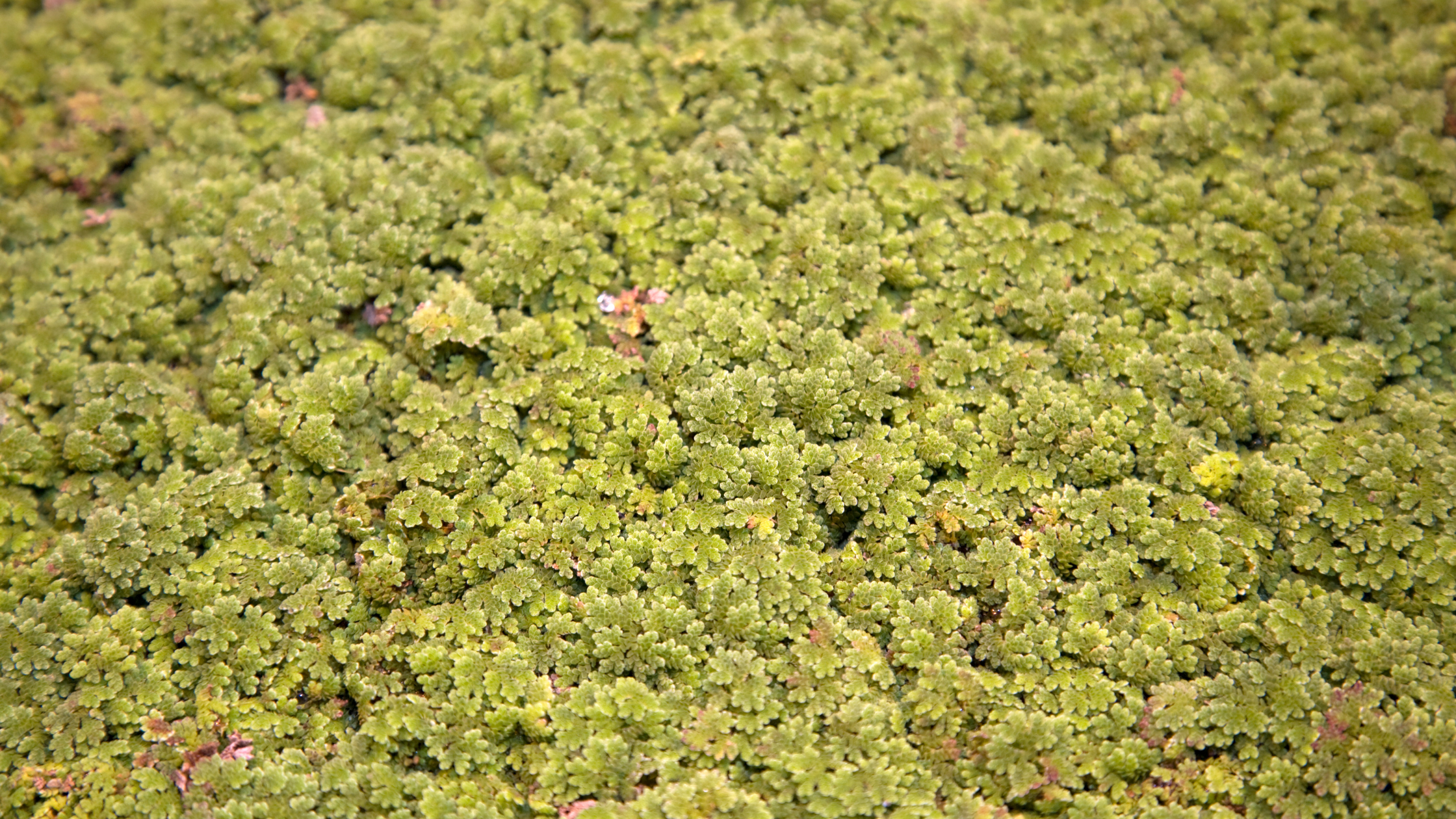 Azolla